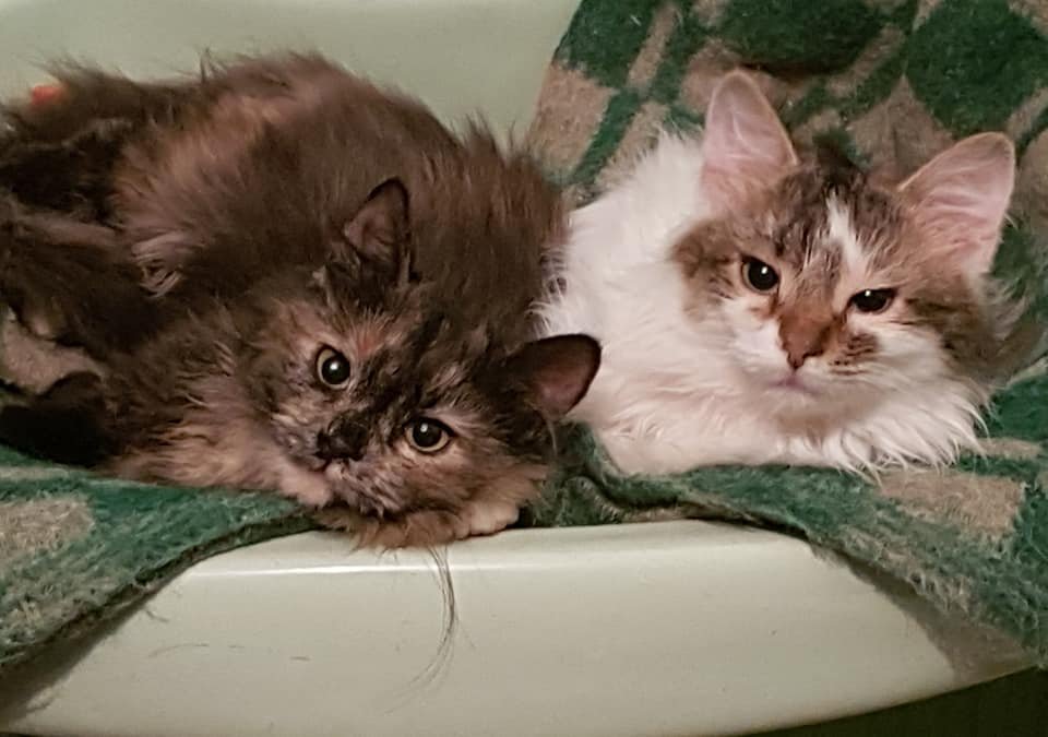 Заберите котиков в любящую семью Заберите котиков в любящую семью