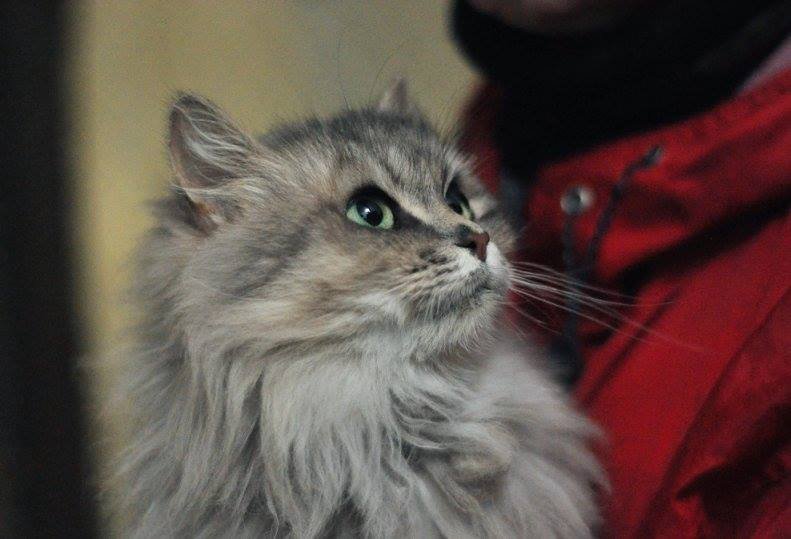 Подарите любовь и тепло: какие животные ищут дом в Киеве 4