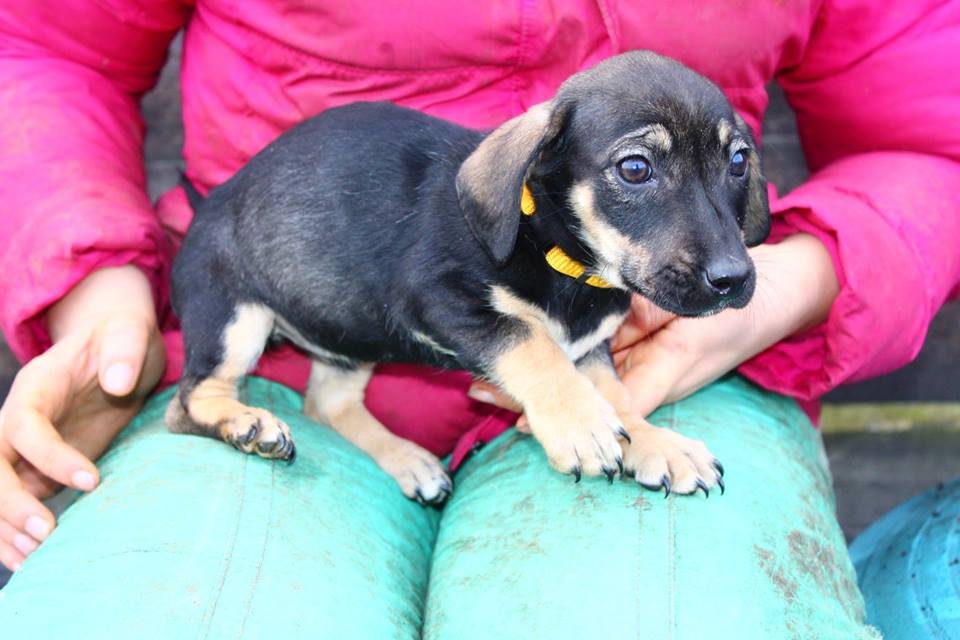 Маленькая Соня очень ласковая и дружелюбная Маленькая Соня очень ласковая и дружелюбная