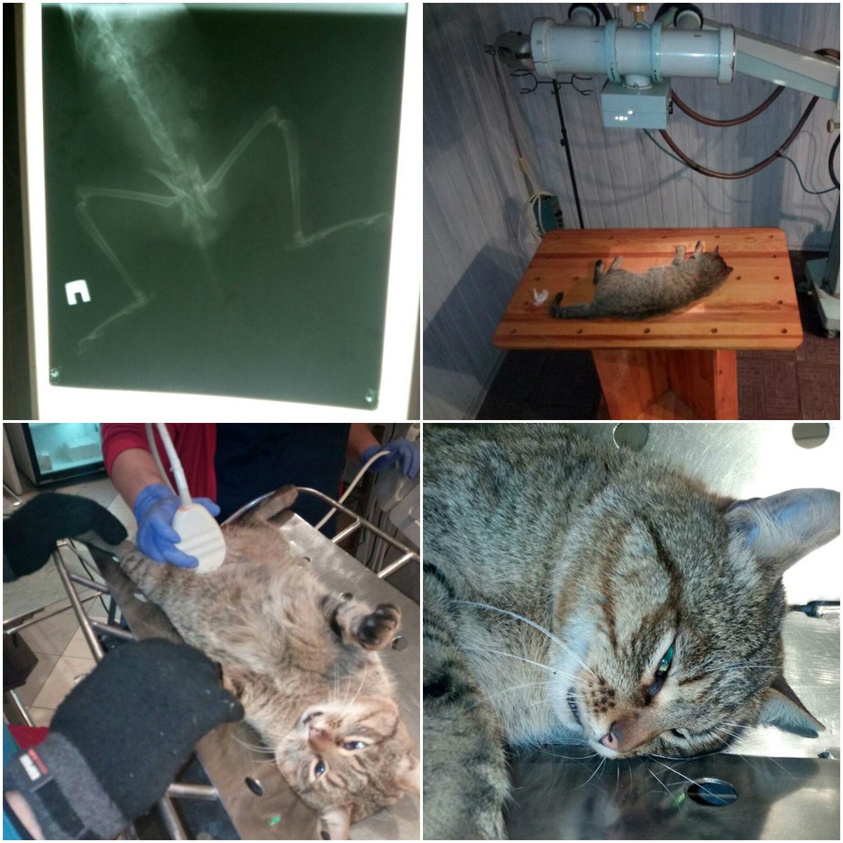 Кота отвезли в ветеринарную клинику и его лечением займется семья, которая решила его спасти