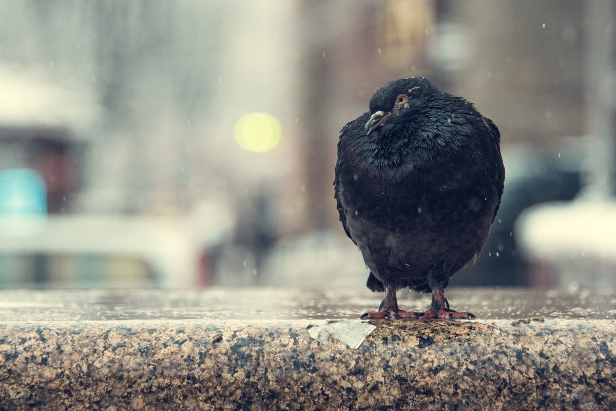 Голубям в такой зимний день тоже приходится несладко