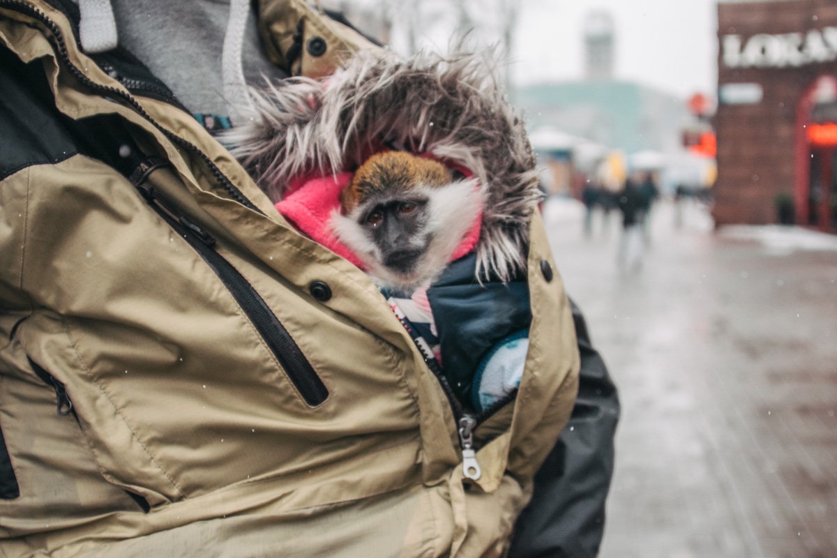 Мерзнут в этот день и маленькие обезьянки