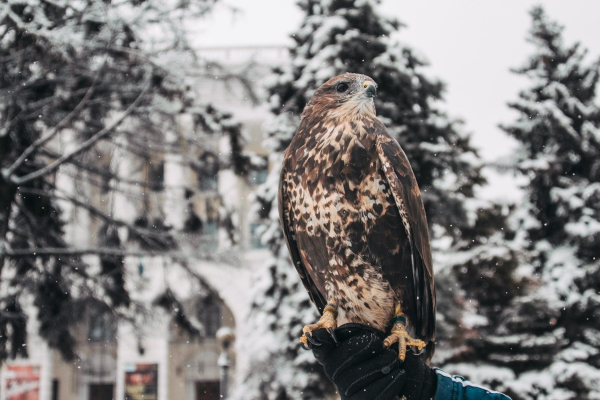 На улицах столицы в феврале можно увидеть даже хищных птиц