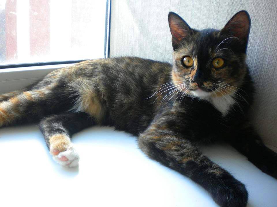 Трехцветная кошечка ищет любящую семью Трехцветная кошечка ищет любящую семью