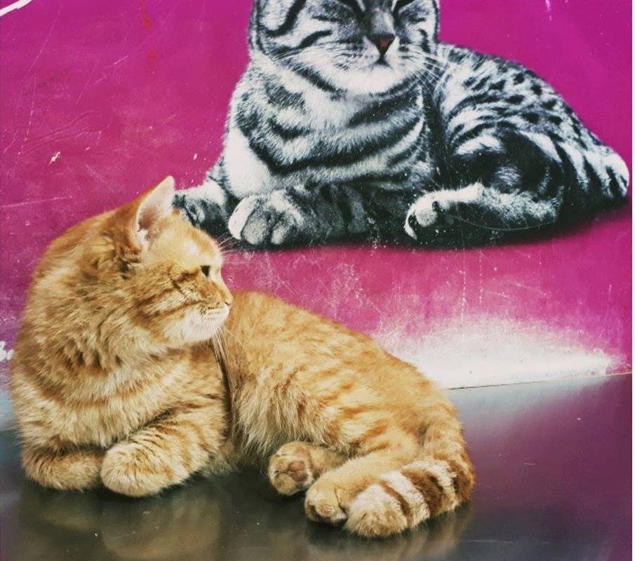 Пирожок очень мягкий и спокойный котик Пирожок очень мягкий и спокойный котик