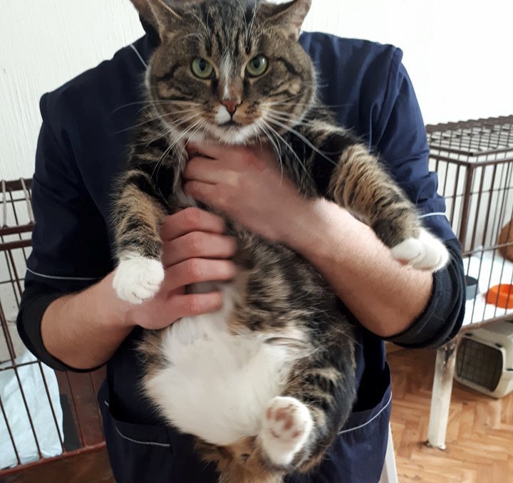 У Марика всего три лапки, но он очень активный кот У Марика всего три лапки, но он очень активный кот