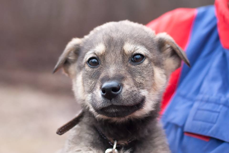 Фарго - очень умный щенок Фарго - очень умный щенок