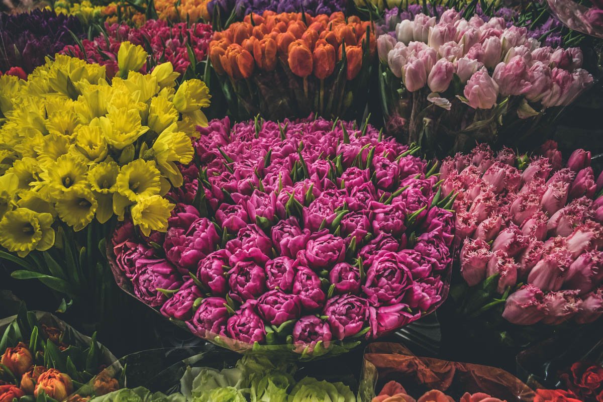 Теплицы занимаются оптовыми продажами цветов Теплицы занимаются оптовыми продажами цветов