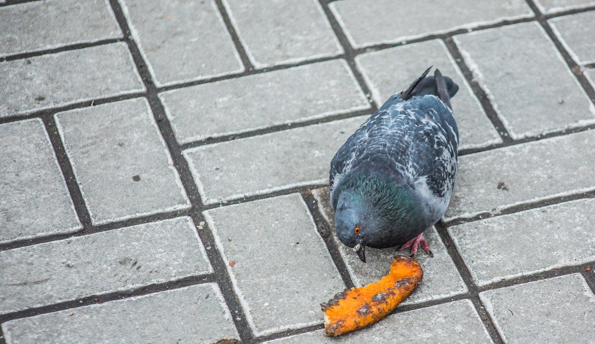 Даже голубю не с кем разделить ужин... Даже голубю не с кем разделить ужин...