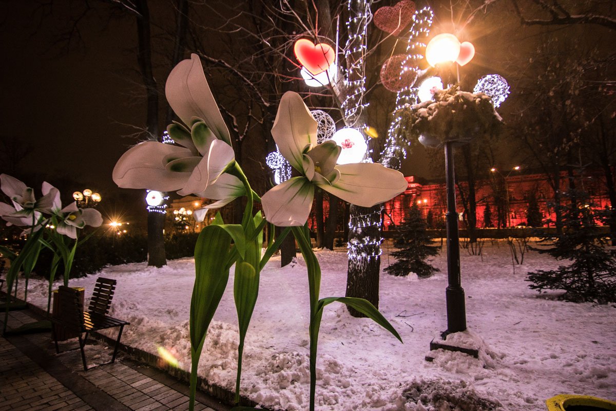 Магнолии призывают весну прийти скорее Магнолии призывают весну прийти скорее