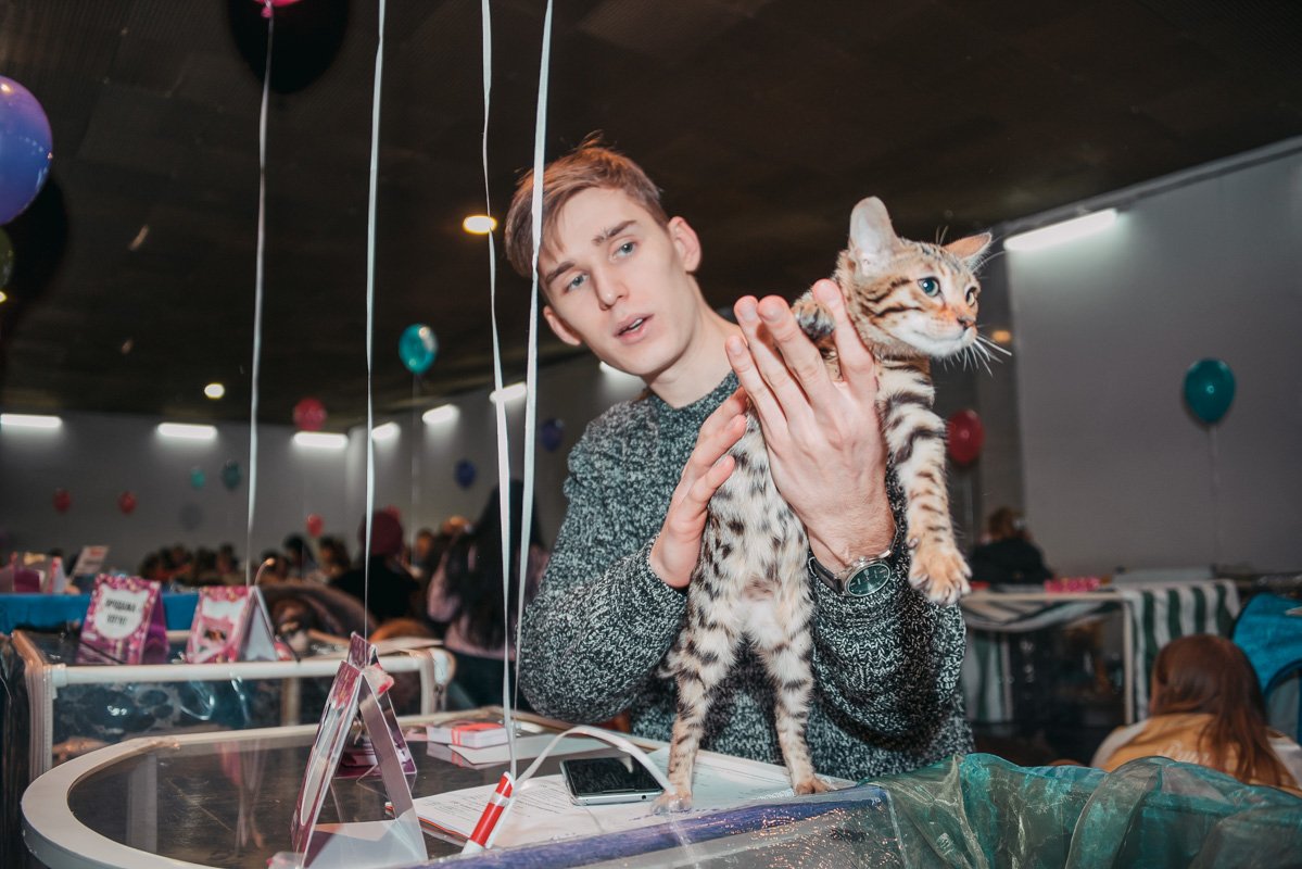 Коты позировали весьма профессионально