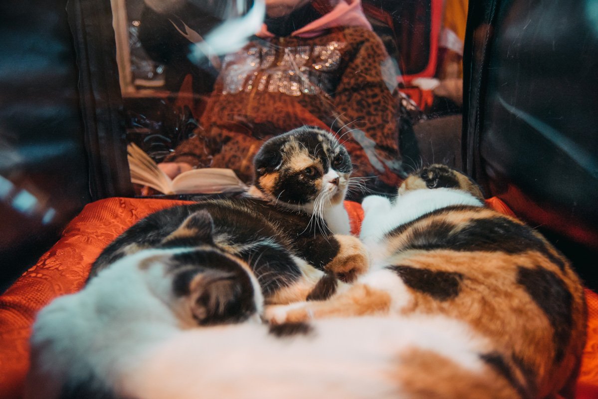 Коты вальяжно возлегали на своем ложе
