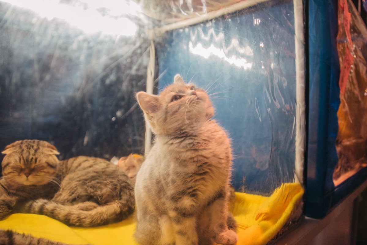 Самые маленькие хвостатые были наиболее активными