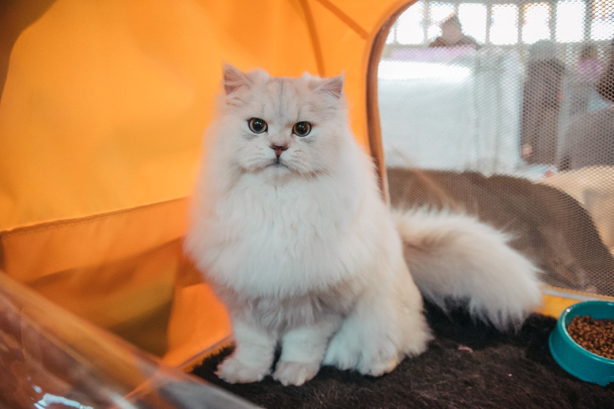 Особенно красивым был кот Том