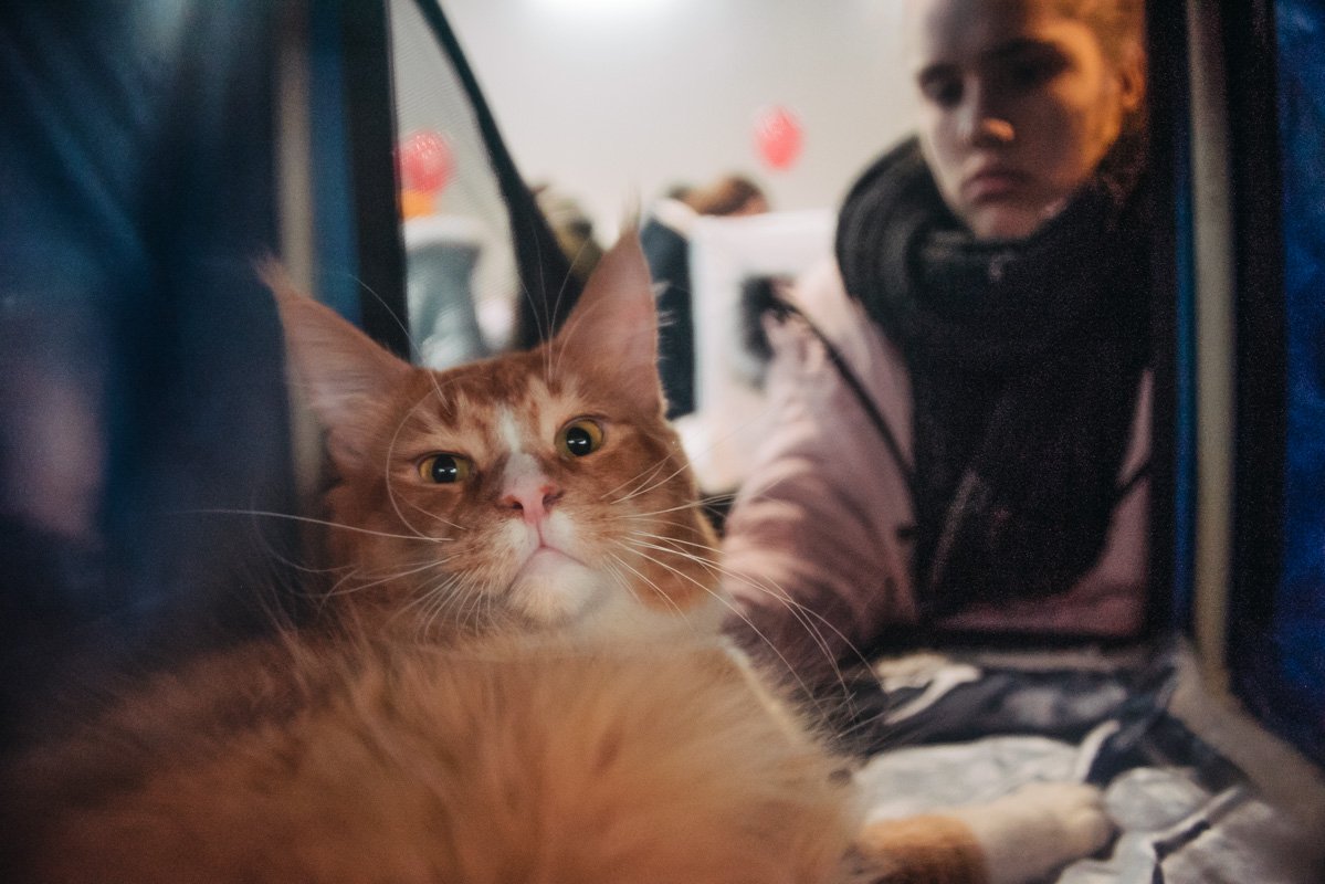 Рыжий-бесстыжий наблюдал за всеми