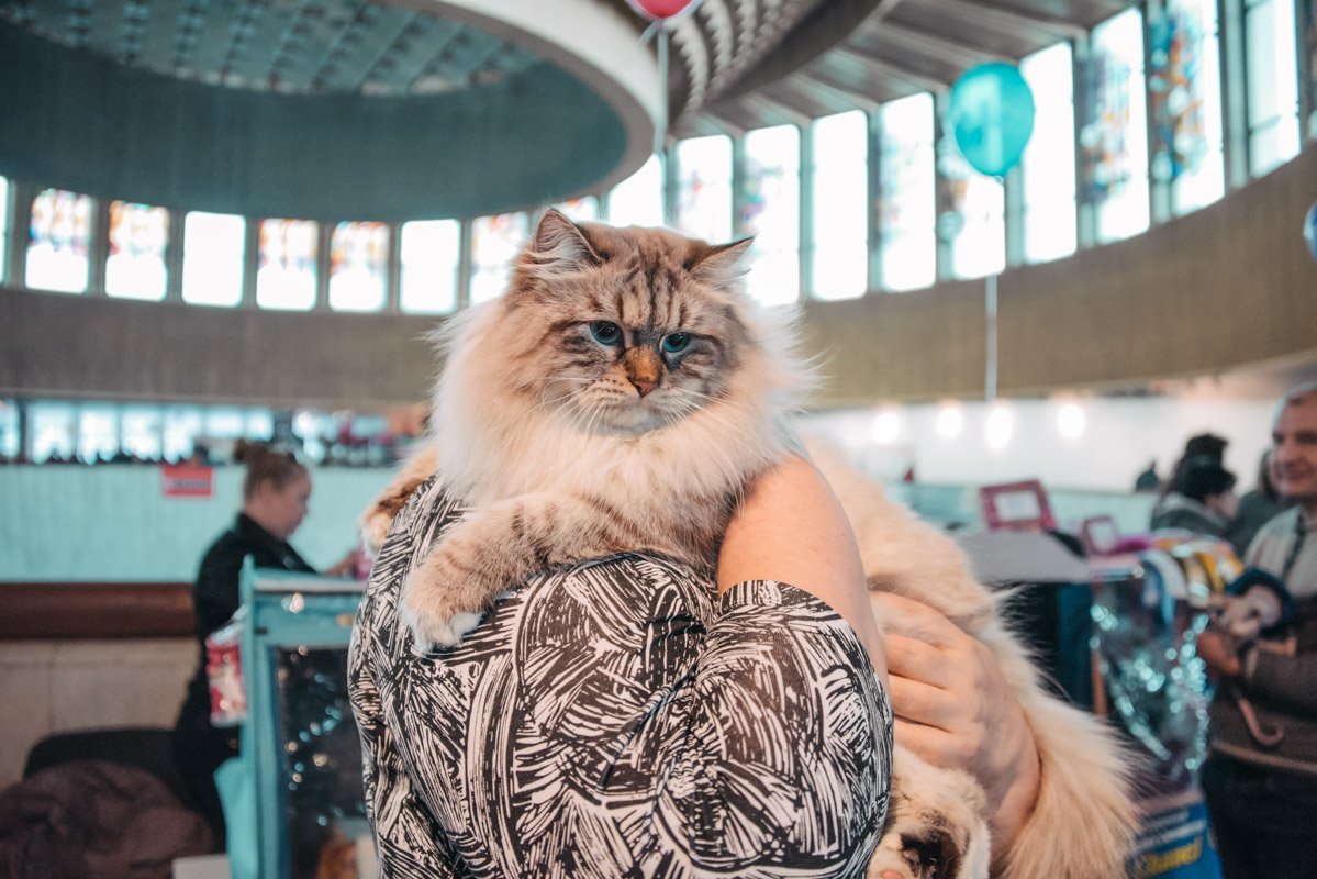 Некоторые коты были неразлучны с хозяевами