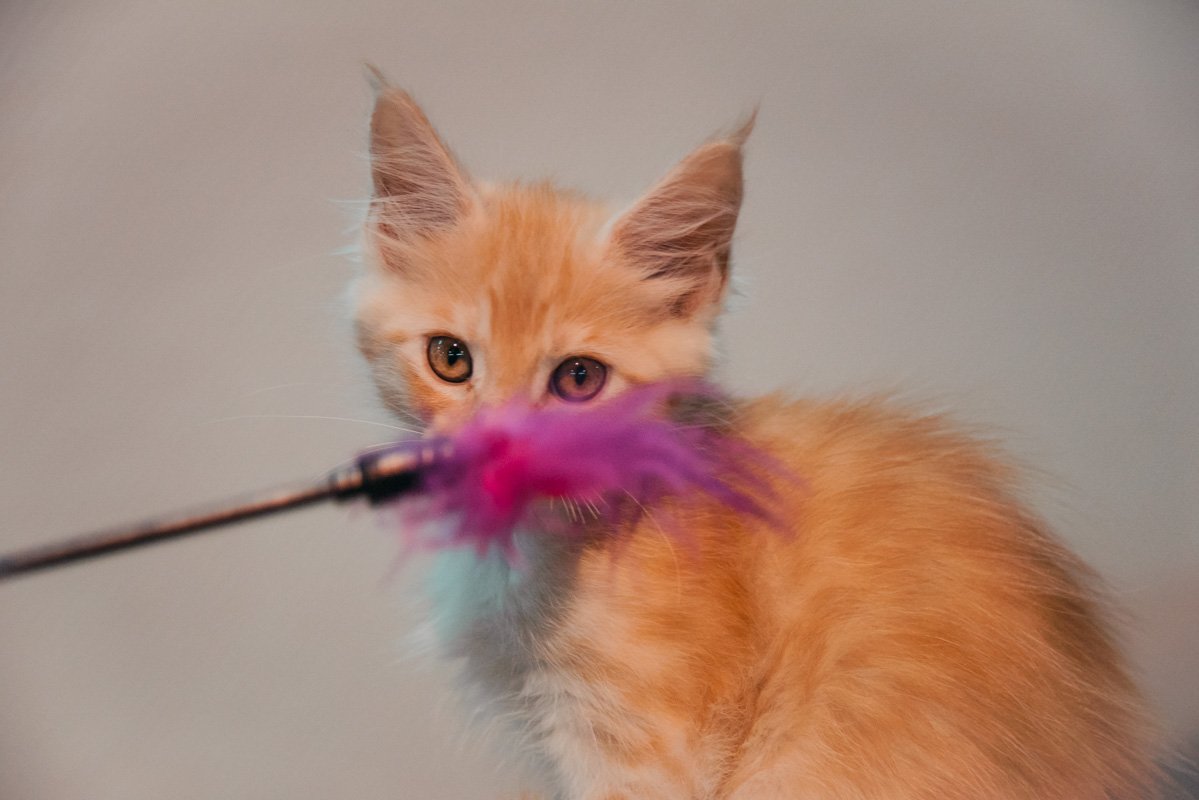 Питомцы развлекались как могли