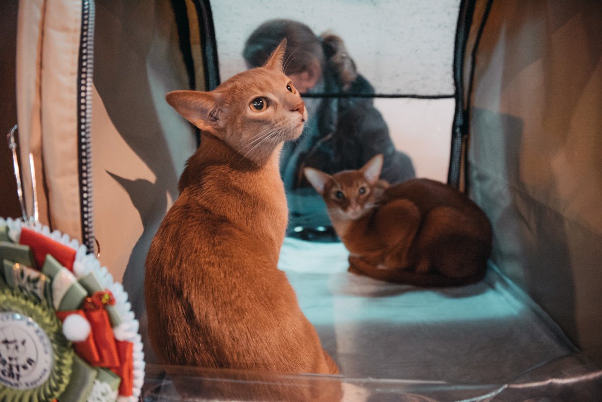 Были представлены очень редкие породы