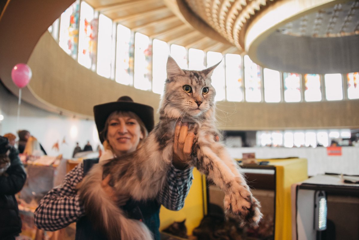 Мейн-кунша позирует для гостей