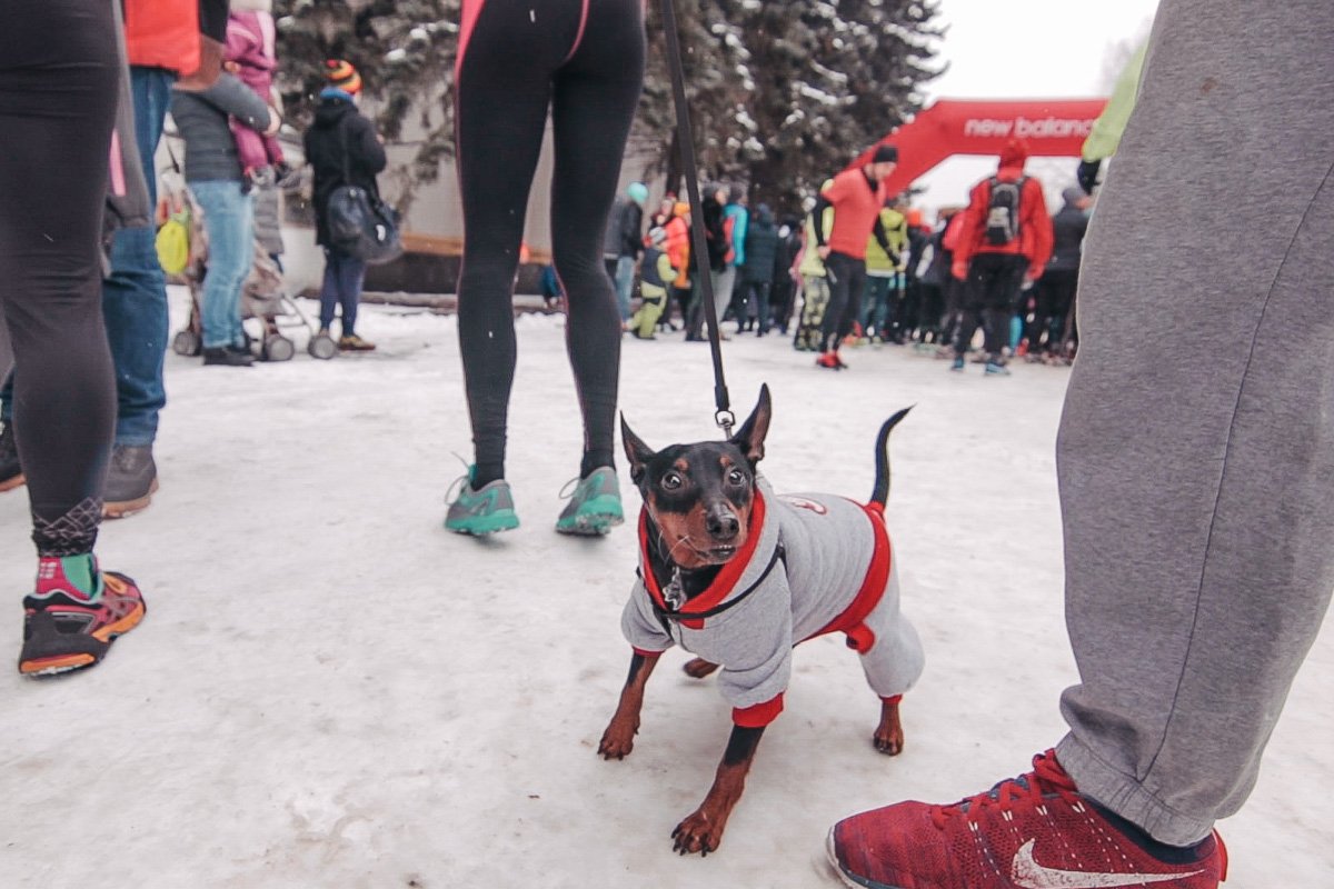 Даже собаки отправились преодолевать дистанцию 