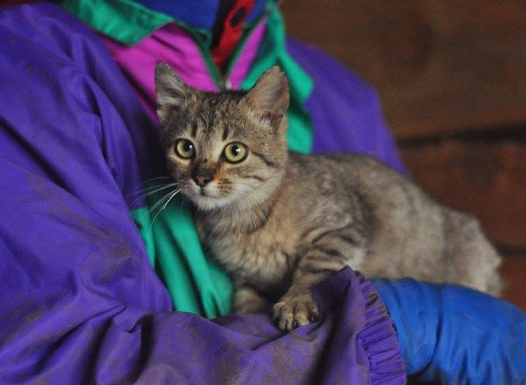 Малышка Оззи ищет семью Малышка Оззи ищет семью