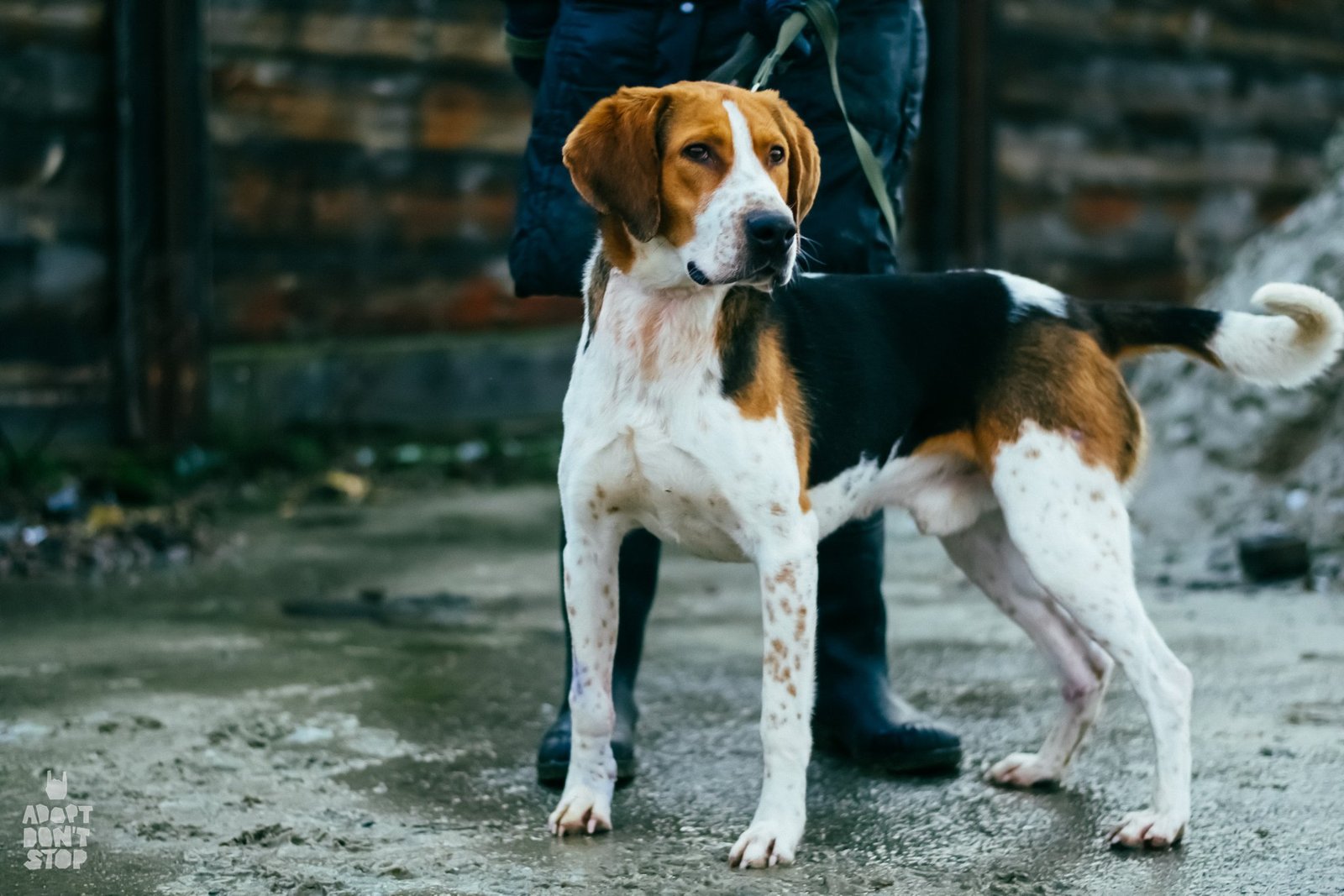 Лайту нужны длительные прогулки и активный образ жизни Лайту нужны длительные прогулки и активный образ жизни