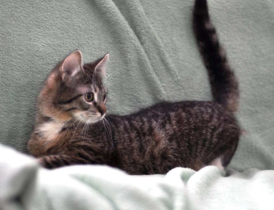 Котенок Изя хочет домой Котенок Изя хочет домой