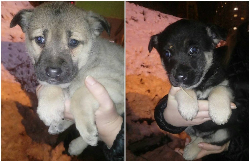 Милашки Тилла и Терра ждут именно вас! Милашки Тилла и Терра ждут именно вас!