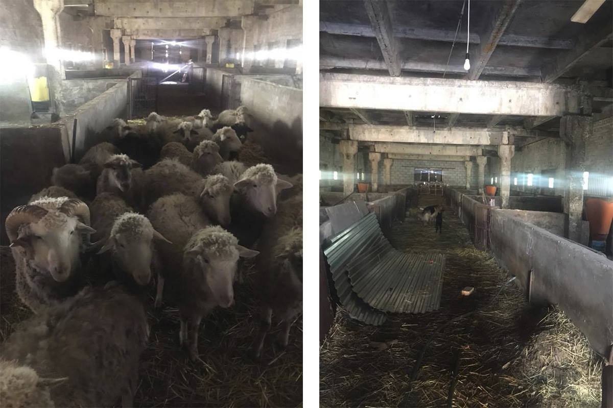 Снаружи "предприятие" выглядело как овечья ферма