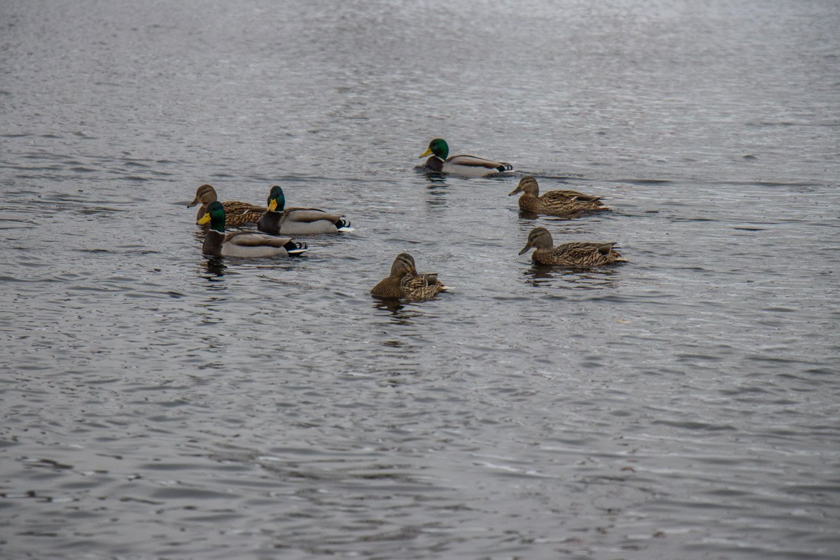 Утки умиротворенно плавали Утки умиротворенно плавали