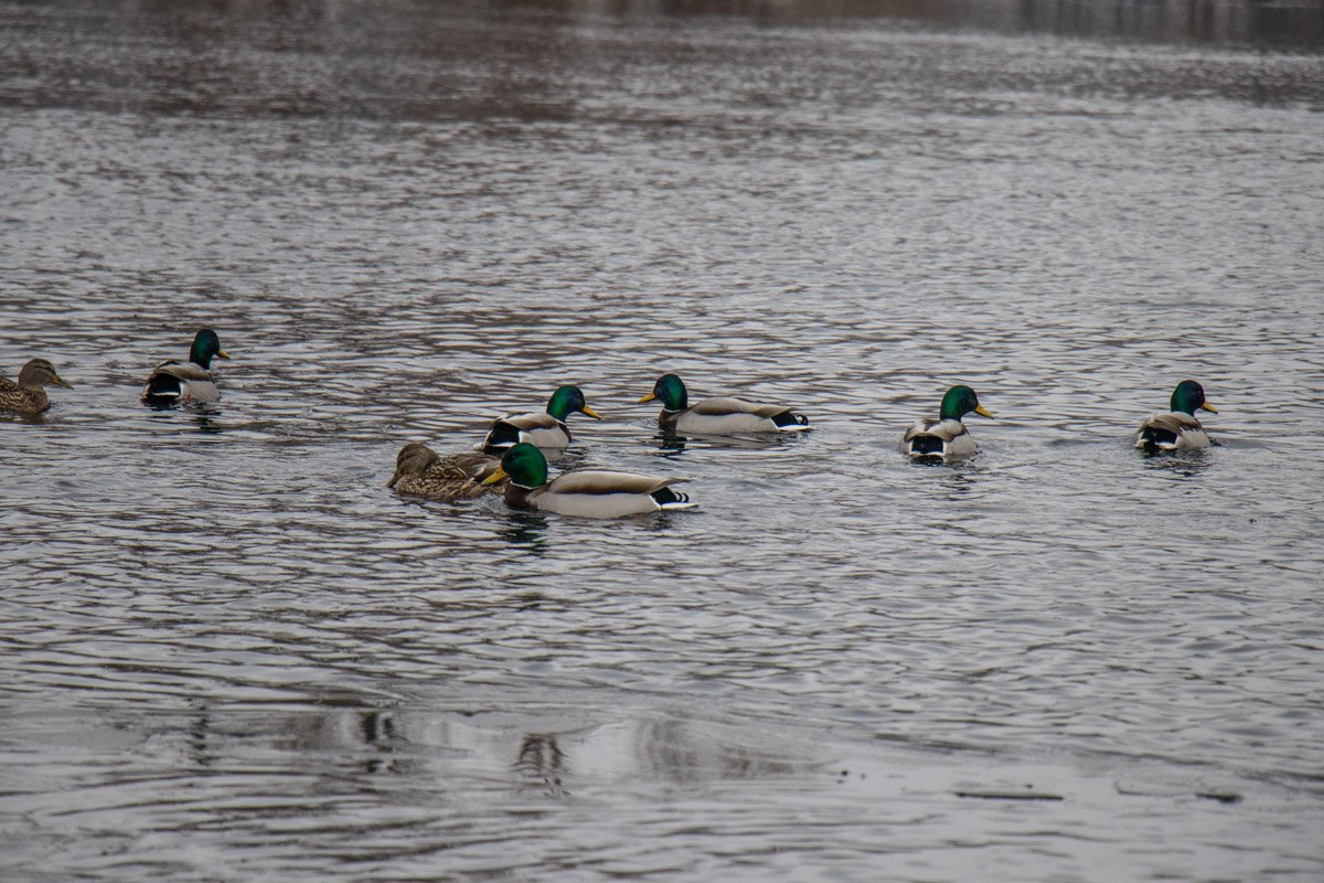 Это было очень милое зрелище Это было очень милое зрелище