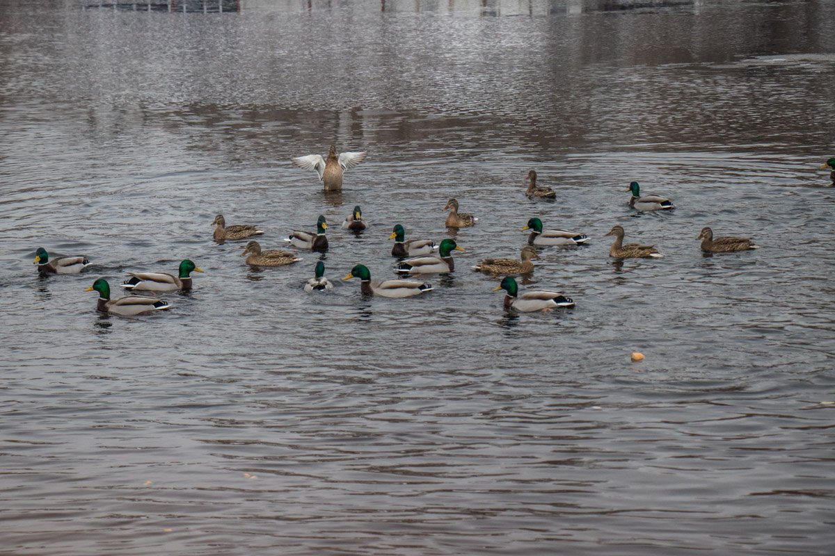 Утки жадно хватали куски хлеба Утки жадно хватали куски хлеба