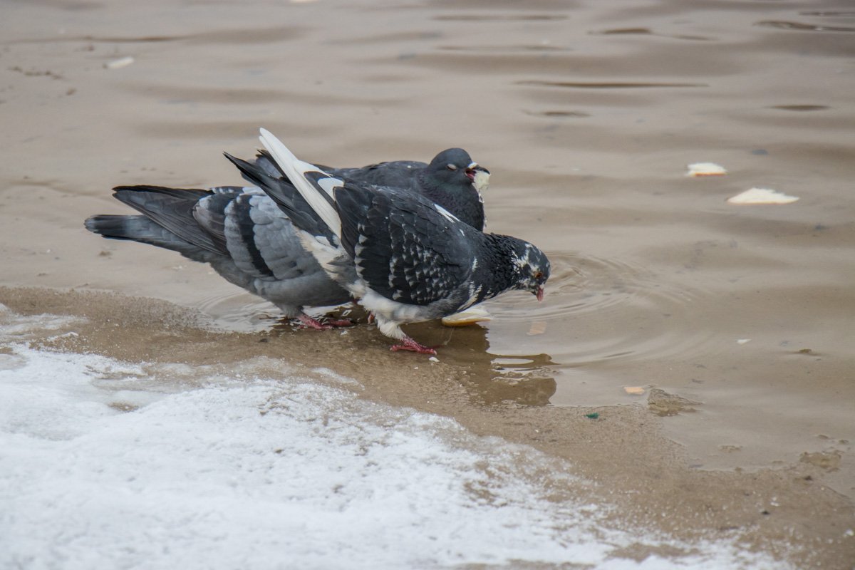 Голуби тоже позавтракали Голуби тоже позавтракали
