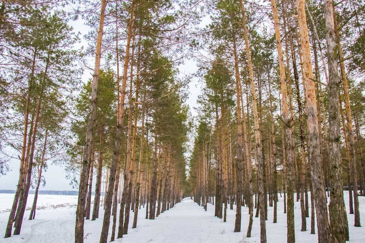 Сосны высажены аккуратными полосами
