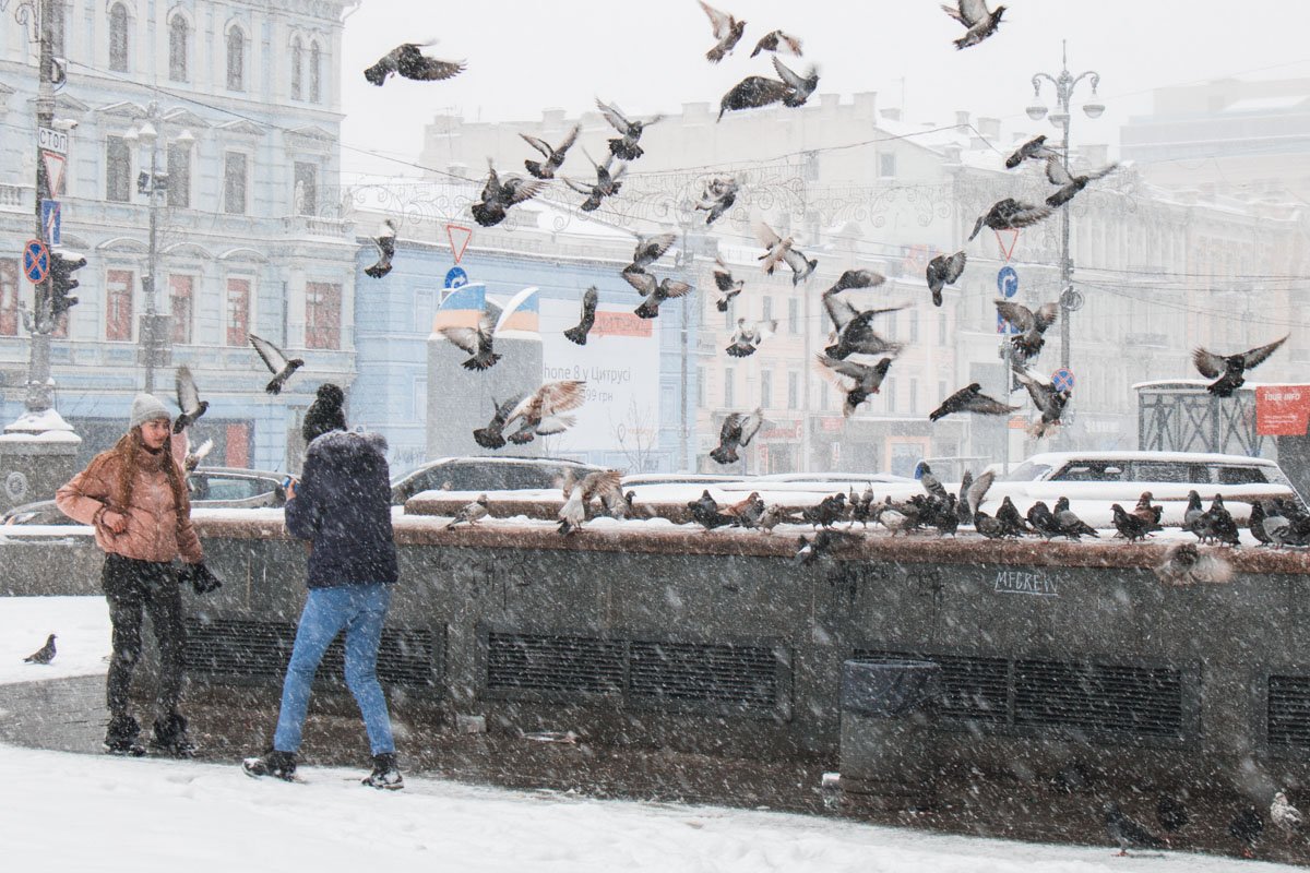 Голубям снег нипочем Голубям снег нипочем