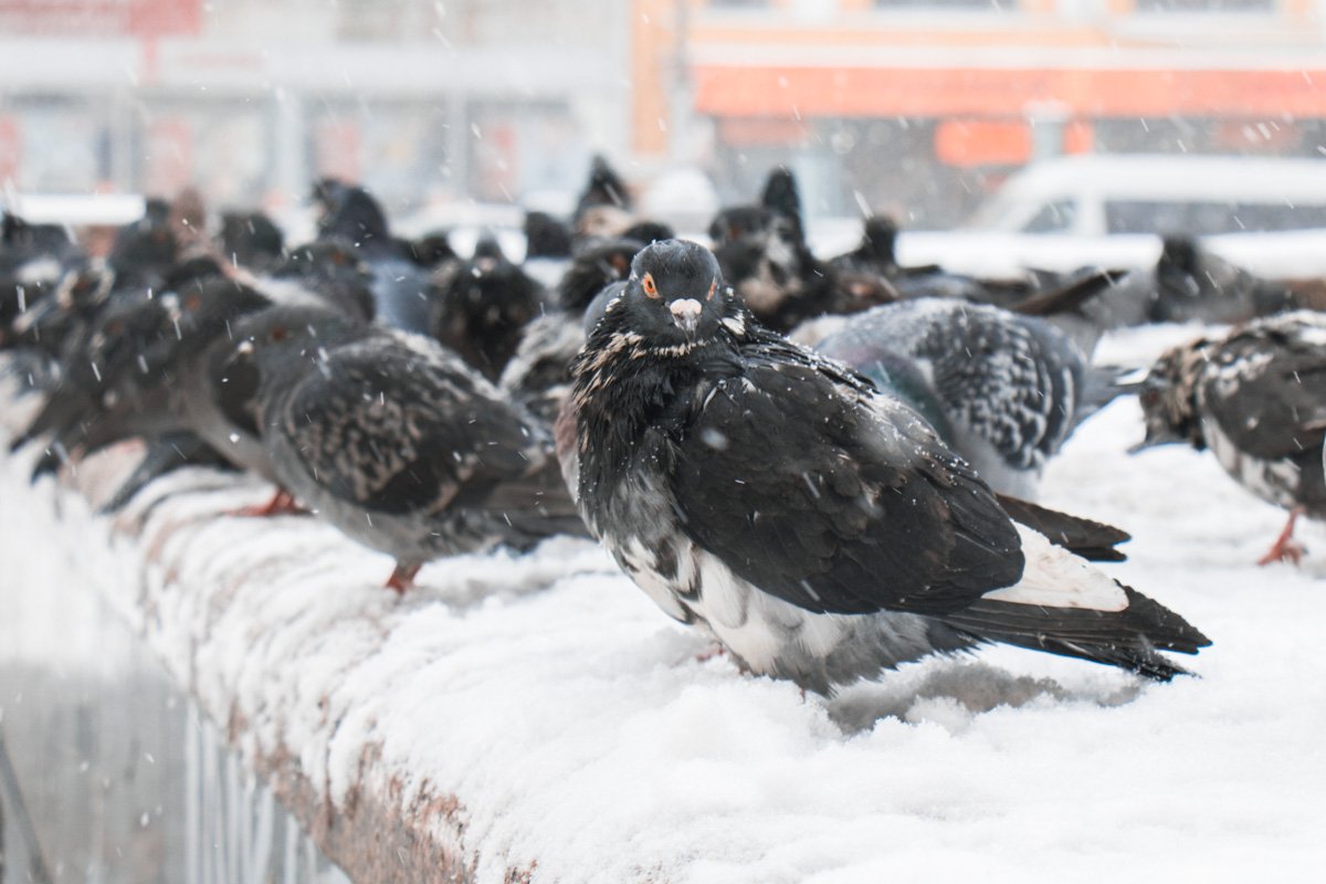 Птицы просто отдыхают Птицы просто отдыхают