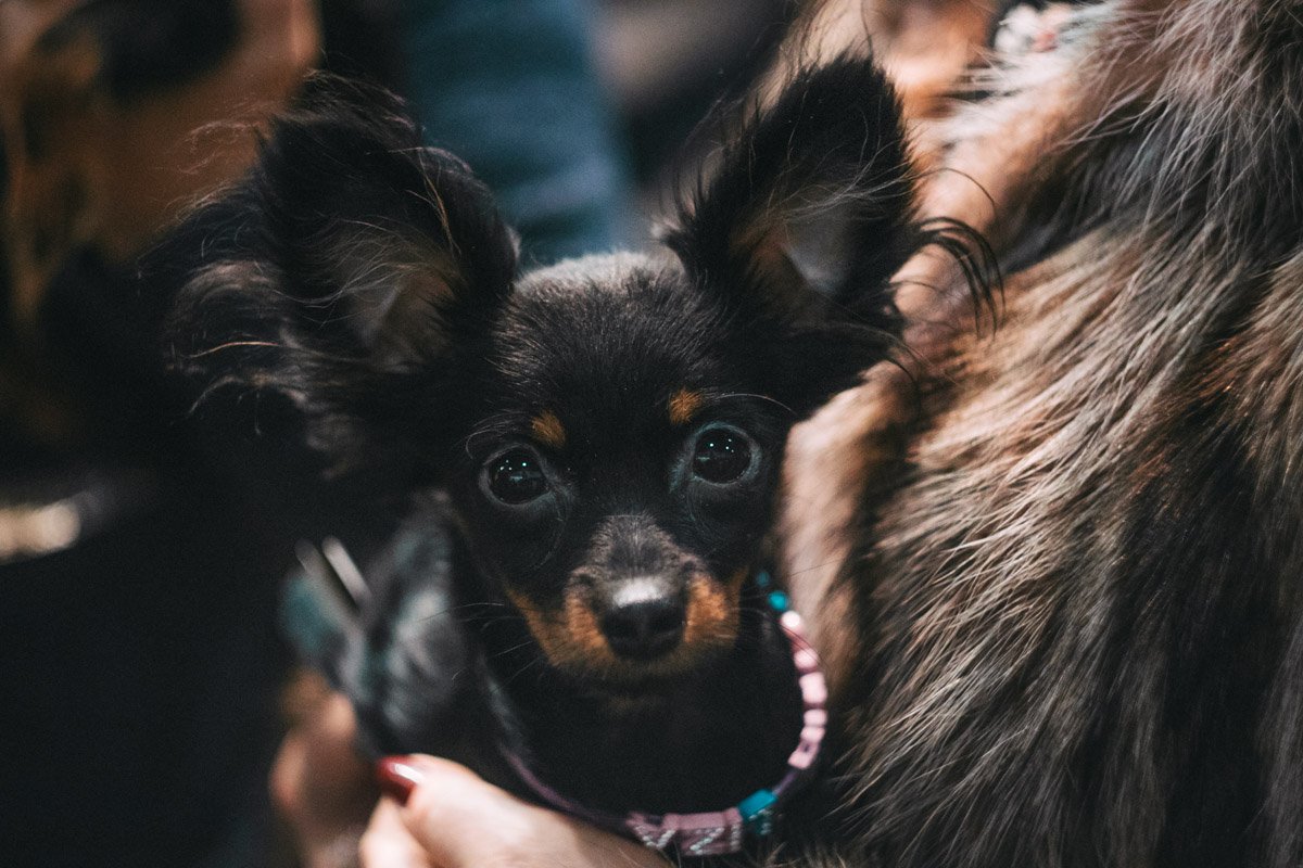 На руках у хозяйки лучше и теплее