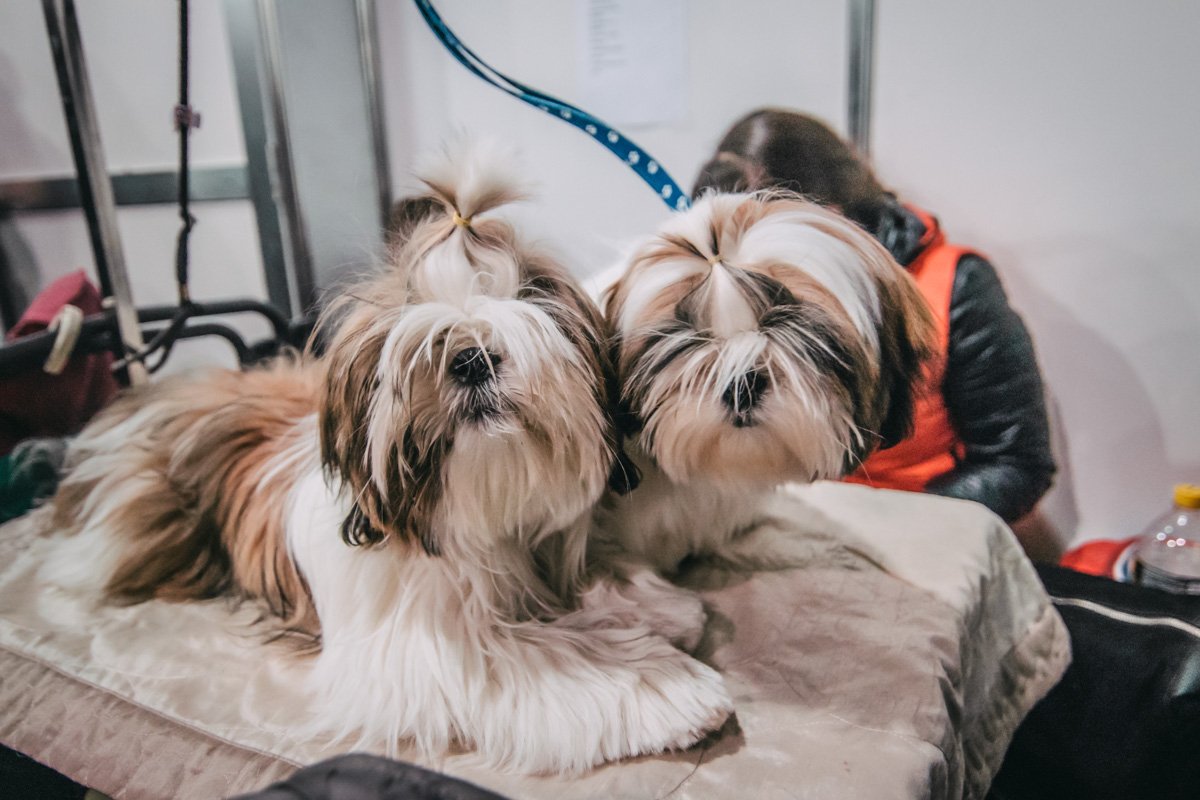 Близняшки любят разные прически