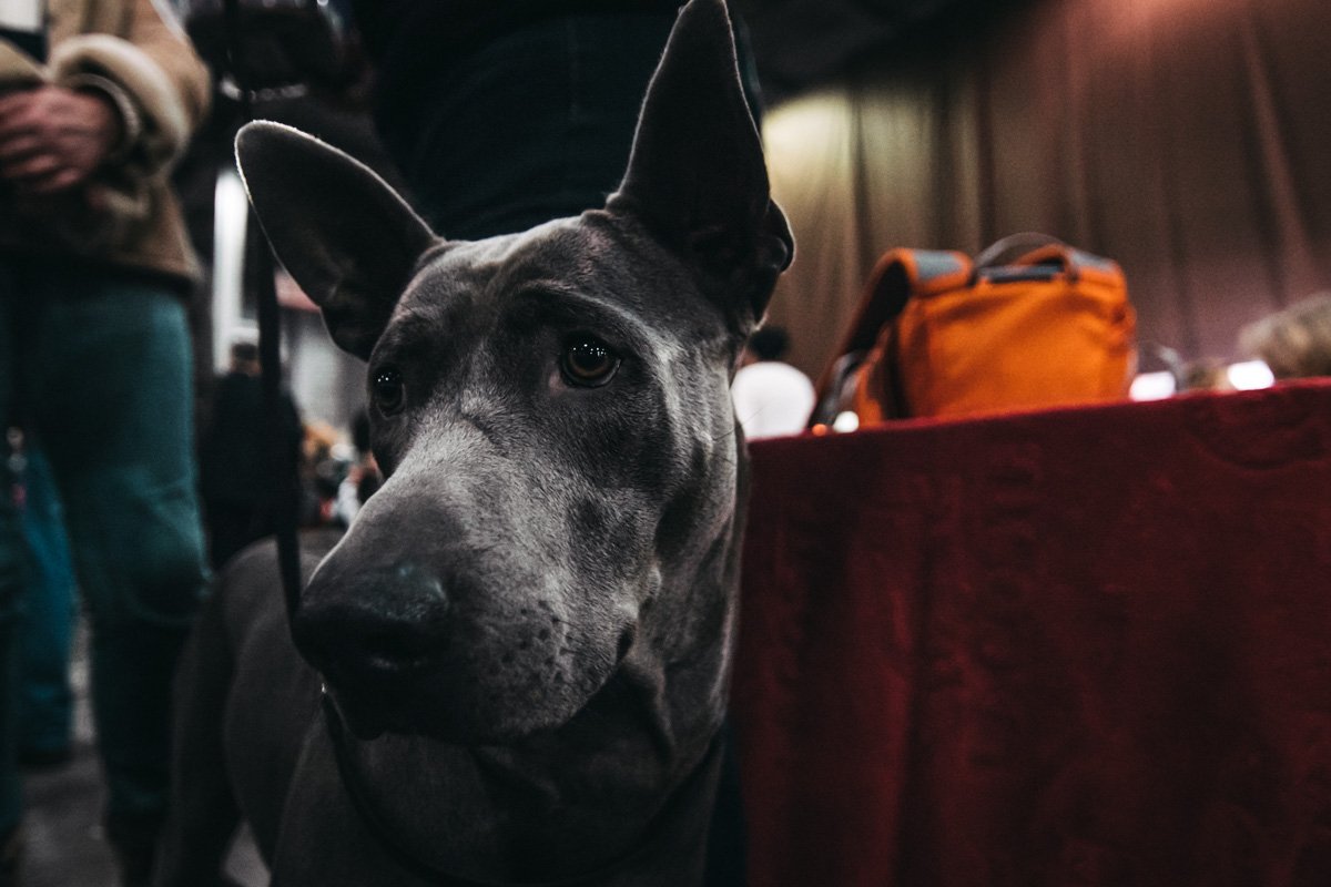 Выставки очень утомляют