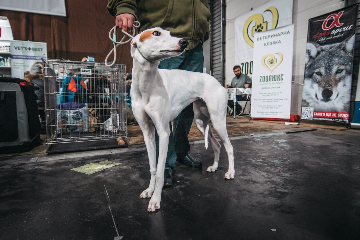 Породистые собаки удивляли публику своими навыками Породистые собаки удивляли публику своими навыками