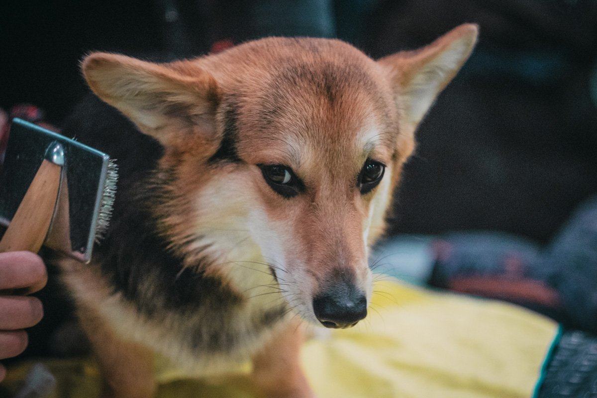 Хозяева собак тщательно подготовились к выставке - даже здесь многие приводили в порядок своим любимцев Хозяева собак тщательно подготовились к выставке - даже здесь многие приводили в порядок своим любимцев