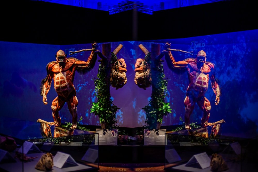 В Киеве открылась всемирно известная выставка: 5 причин увидеть «Всесвіт тіла: Всередині тварин» 2