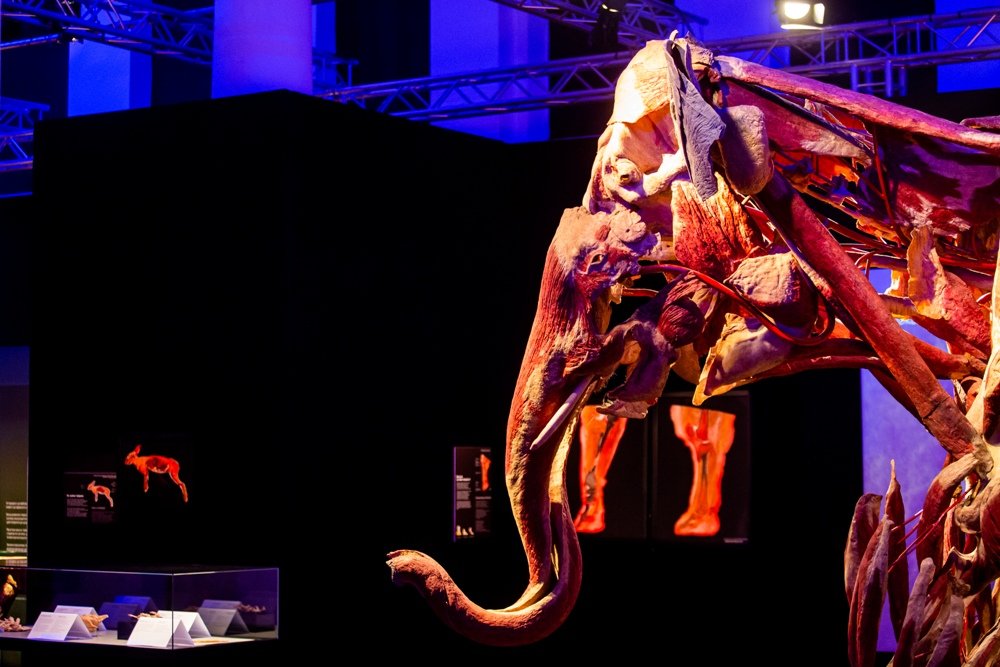 В Киеве открылась всемирно известная выставка: 5 причин увидеть «Всесвіт тіла: Всередині тварин» 3