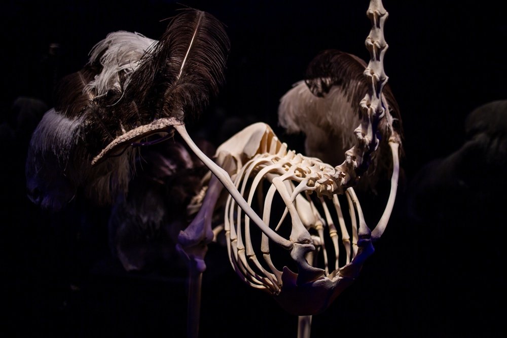 В Киеве открылась всемирно известная выставка: 5 причин увидеть «Всесвіт тіла: Всередині тварин» 4