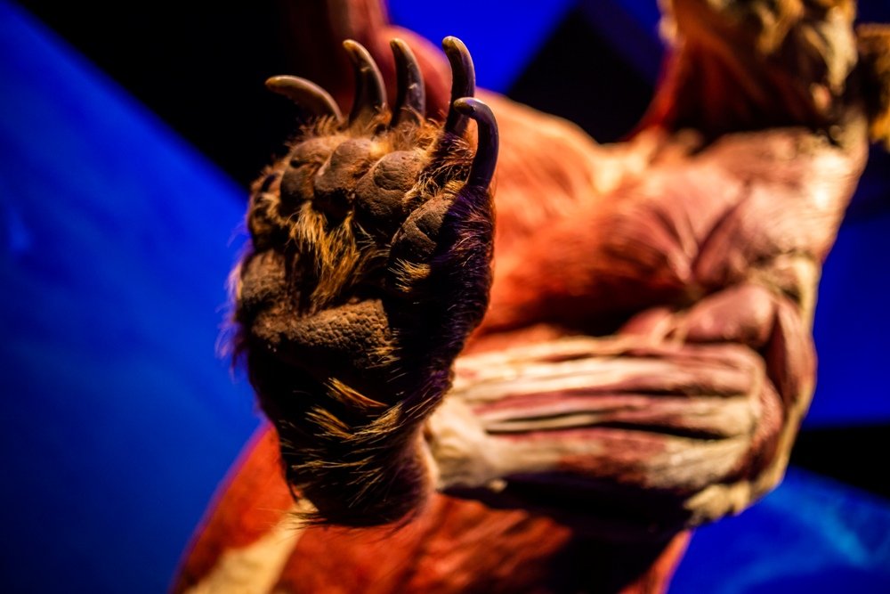 В Киеве открылась всемирно известная выставка: 5 причин увидеть «Всесвіт тіла: Всередині тварин» 5