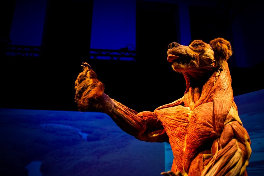 В Киеве открылась всемирно известная выставка: 5 причин увидеть «Всесвіт тіла: Всередині тварин» 6