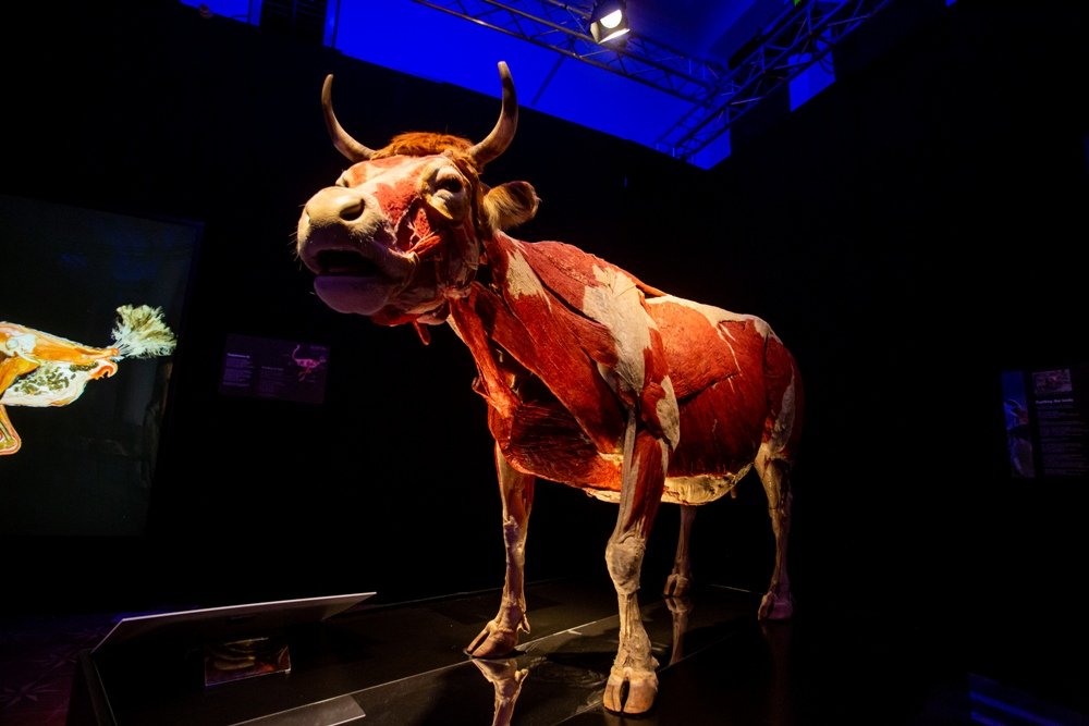 В Киеве открылась всемирно известная выставка: 5 причин увидеть «Всесвіт тіла: Всередині тварин» 7