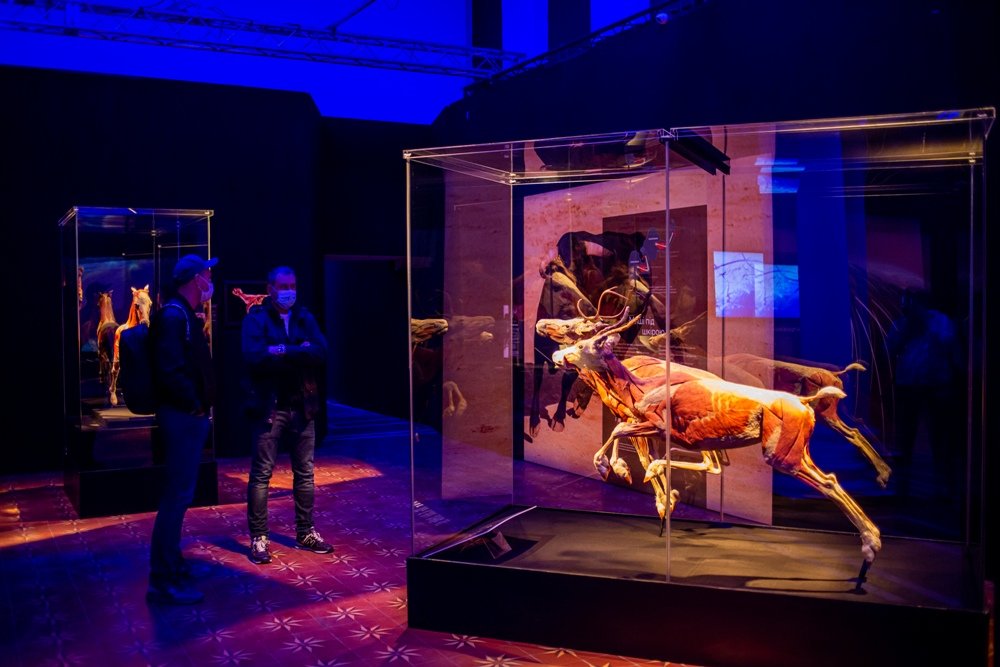 В Киеве открылась всемирно известная выставка: 5 причин увидеть «Всесвіт тіла: Всередині тварин» 8