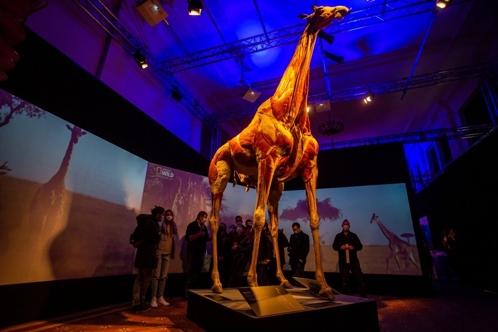 В Киеве открылась всемирно известная выставка: 5 причин увидеть «Всесвіт тіла: Всередині тварин» 10