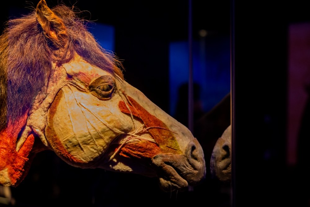 В Киеве открылась всемирно известная выставка: 5 причин увидеть «Всесвіт тіла: Всередині тварин» 12